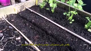 آموزش کاشت بذر شلغم 1