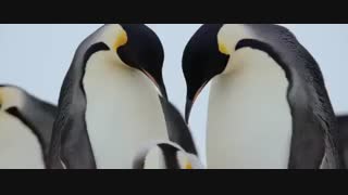 تریلر  فیلم March Of The Penguins 2 2017