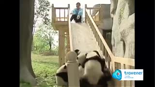 یه روز عادی تو باغوحش Chengdu چین