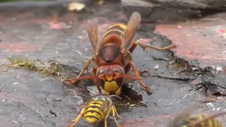 زنبوری که زنبور شکار می کند!