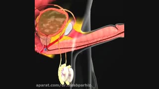 انزال در مردان