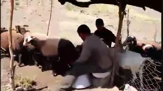 قهرمانان همت و تلاش - برداشت هفدهم