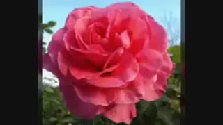 "عشق" حس عجیبیست!