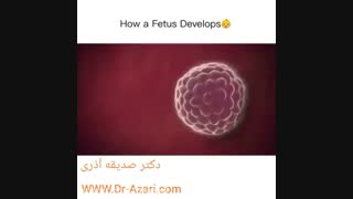 مراحل رشد جنین