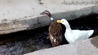 نماهنگ مهتاب با صدای راتین رها