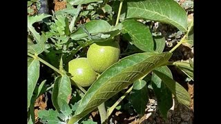 نهال گردوی چندلر 09121270623