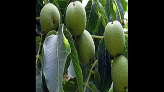 فروش نهال گردو خوشه ای  09121270623