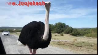 بامزه و کنجکاو ترین شتر مرغ