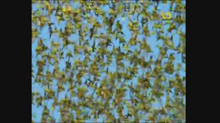 حیات وحش استرالیا_قسمت اول