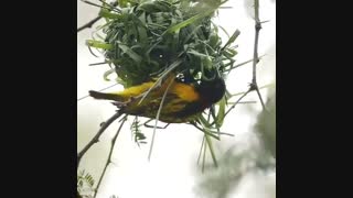 لانه سازی پرنده