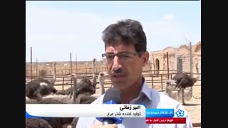 پرورش شتر مرغ و کسب درآمد با سود بالا