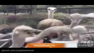 حمله شتر مرغ ها به غذایی توریست