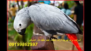 تخم نطفه دار کاسکو 100%تضمینی
