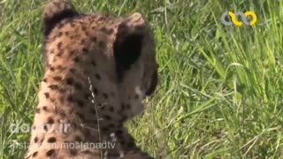 در شکار سرعت بهتر است یا قدرت !