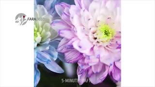 چگونه گیاهان مورد علاقه‌مان را در خانه پرورش دهیم؟