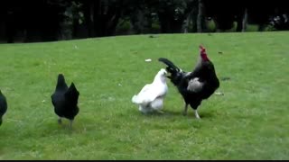 جفت گیری مرغ و خروس