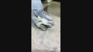 خیلی از این موجودات رو تا بحال ندید!