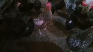 فروش مرغ مشکی 6ماهه بلک استار 25000فی گرمسار