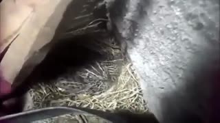 کرچ کردن بلدرچین به صورت طبیعی