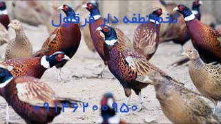 تخم نطفه دار قرقاول