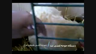 جوجه کشی طبیعی توسط مرغ مادر