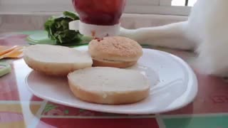 سگ همبرگر پز