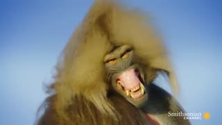 میمون های گیاه خوار با دندان های یک شکارچی