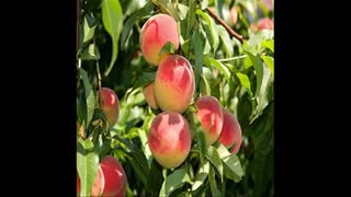 نهال هلو 091270623