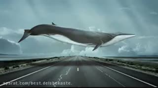 پارت یازدهم و دوازدهم رمان نهنگ آبی