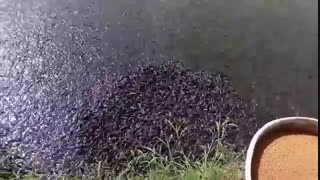 پرورش ماهی