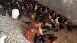 جوجه بلک استار