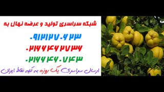 نهال به  09121270623 - انواع نهال به - ارقام نهال به