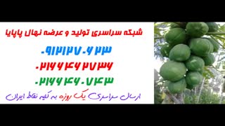 نهال پاپایا  09121270623 - انواع نهال پاپایا - ارقام نهال پاپایا