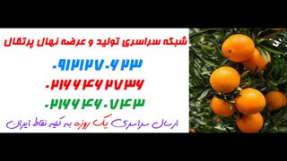 نهال پرتقال  09121270623 - انواع نهال پرتقال - ارقام نهال پرتقال