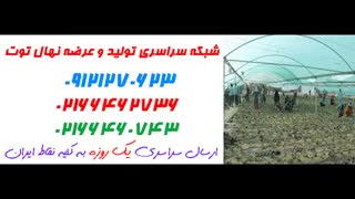 نهال توت  09121270623 - ارقام نهال توت - انواع نهال توت