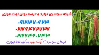 نهال توت موزی  09121270623 - ارقام نهال توت موزی - انواع نهال توت موزی