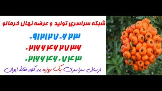 نهال خرمالو  09121270623 - ارقام نهال خرمالو - انواع نهال خرمالو