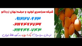 نهال زردآلو  09121270623 - انواع نهال زردآلو - ارقام نهال زردآلو