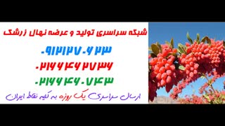 نهال زرشک  09121270623 - انواع نهال زرشک - ارقام نهال زرشک