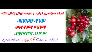 نهال زغال اخته  09121270623 - انواع نهال زغال اخته - ارقام نهال زغال اخته
