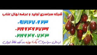 نهال عناب  09121270623 - انواع نهال عناب - ارقام نهال عناب