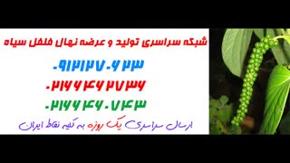 نهال فلفل سیاه  09121270623 - انواع نهال فلفل سیاه - ارقام نهال فلفل سیاه