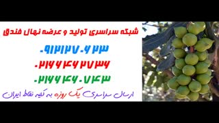 نهال فندق  09121270623 - ارقام نهال فندق - انواع نهال فندق