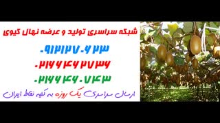 نهال کیوی  09121270623 - انواع نهال کیوی - ارقام نهال کیوی