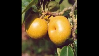 نهال گلابی  09121270623 - ارقام نهال گلابی - انواع نهال گلابی