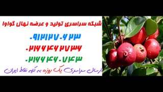 نهال گواوا  09121270623 - انواع نهال گواوا - ارقام نهال گواوا