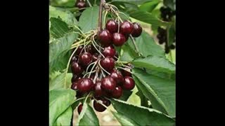 نهال گیلاس  09121270623 - نهال گیلاس  تکدانه - انواع نهال گیلاس