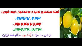 نهال لیمو شیرین   09121270623 - انواع نهال لیمو شیرین - ارقام نهال لیمو شیرین