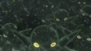 تریلر انیمه‌ی سینمایی Goblin Slayer: Goblin’s Crown