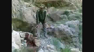 کشتن ناجوانمردانه خرس و توله هایش